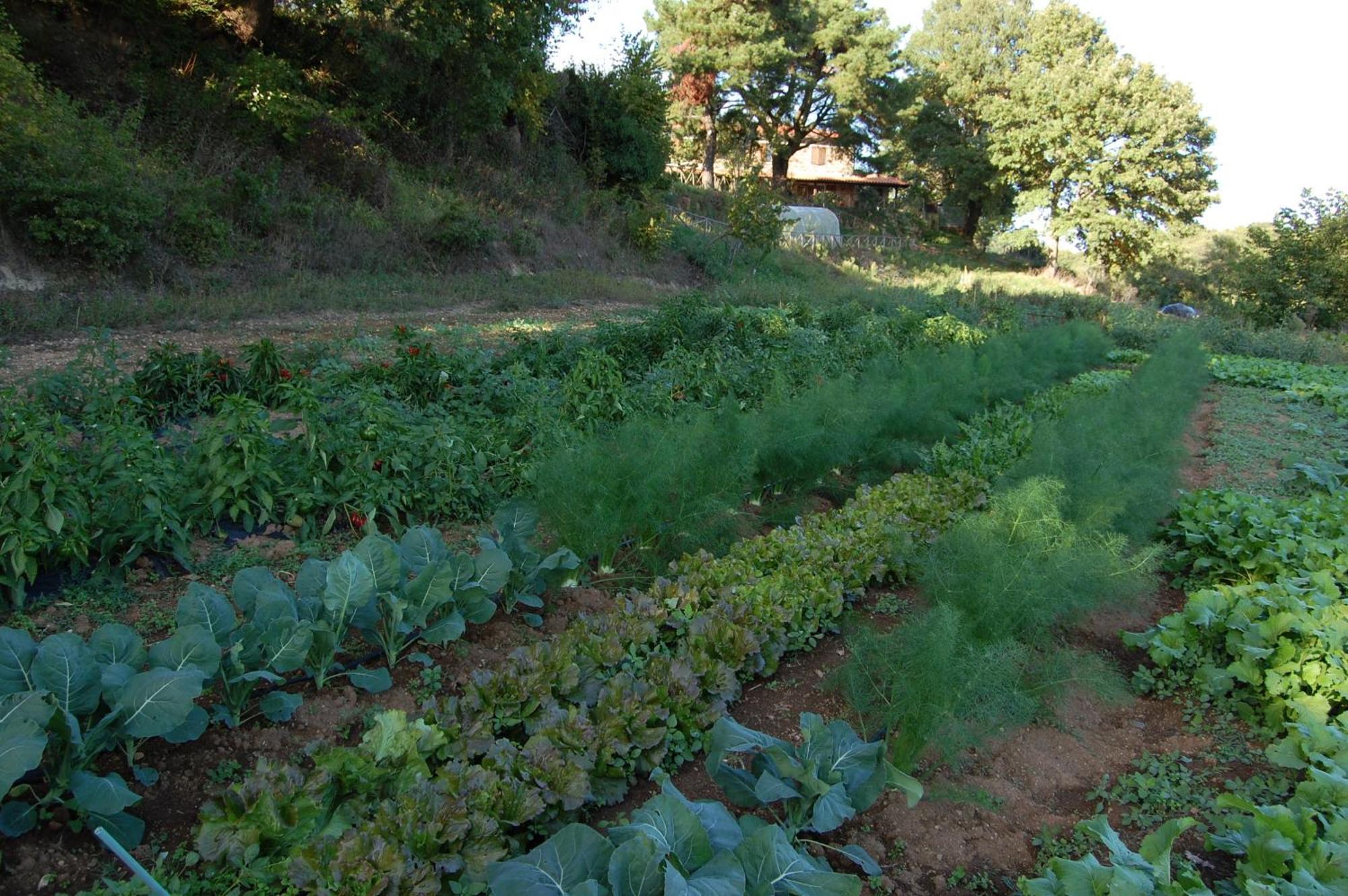 Bio Agriturismo Aia Del Tufo Sorano Kültér fotó