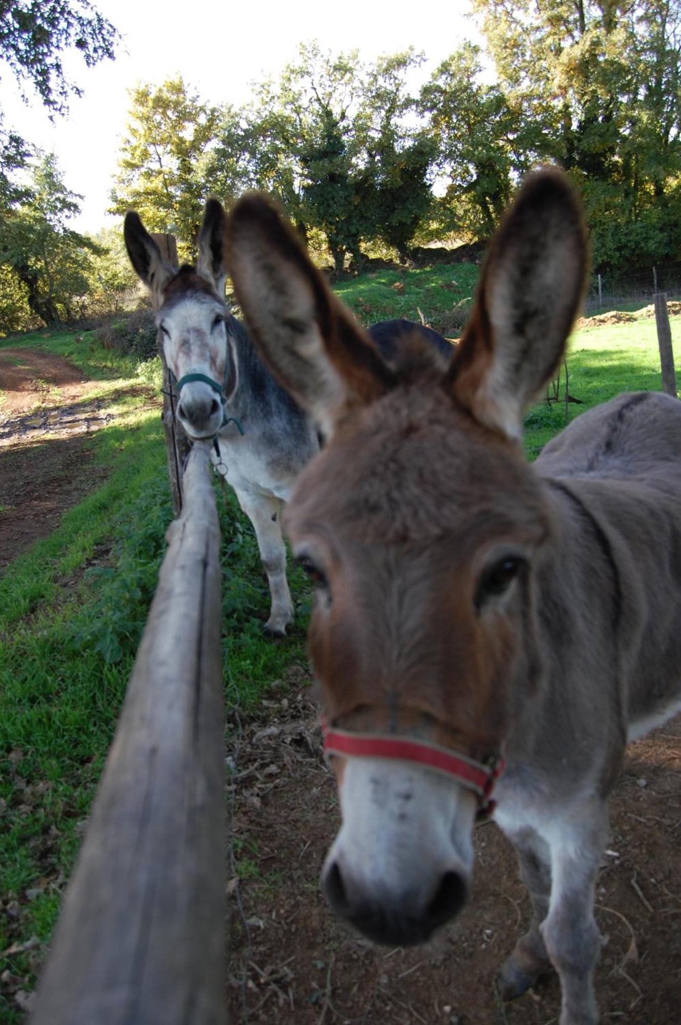 Bio Agriturismo Aia Del Tufo Sorano Kültér fotó